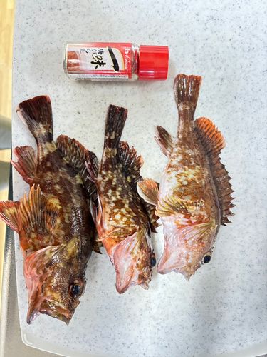 カサゴの釣果