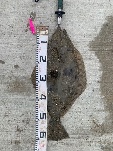 ヒラメの釣果