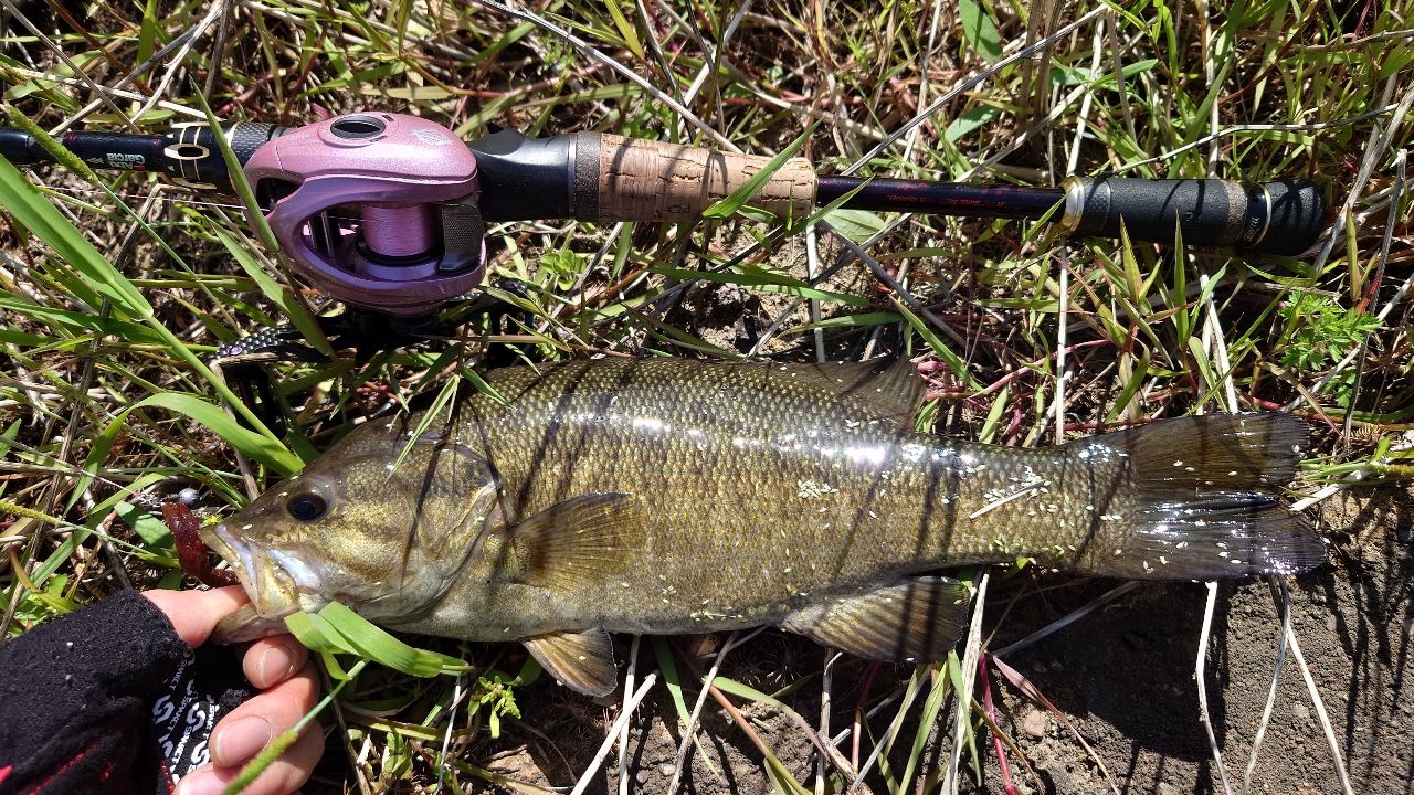 AbuGarcia ワールドモンスター WMC-705Lの最安値・インプレ・釣果
