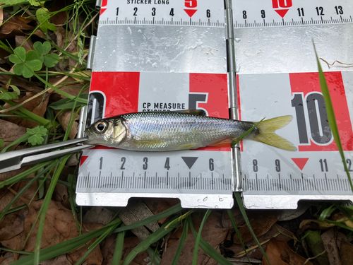 カワムツの釣果