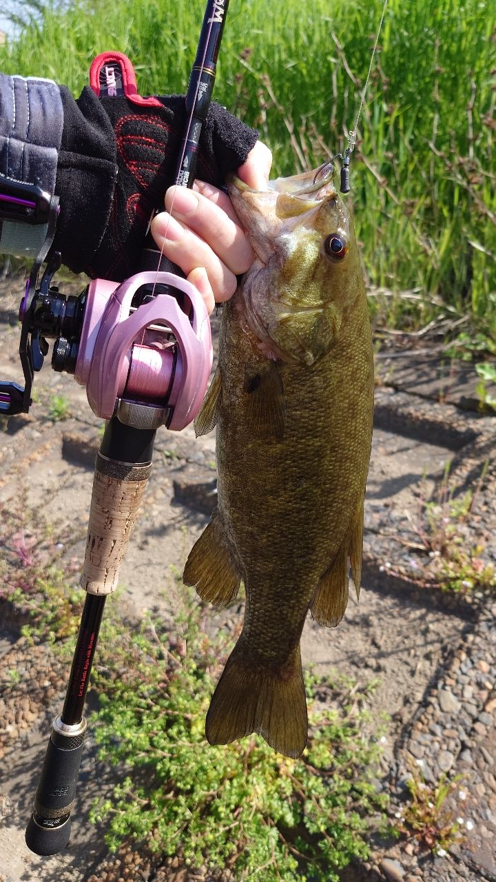 AbuGarcia ワールドモンスター WMC-705Lの最安値・インプレ・釣果