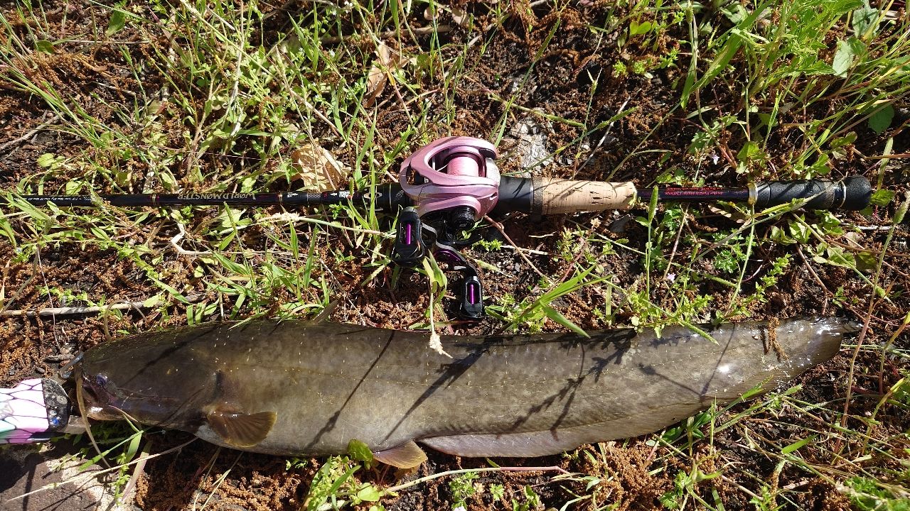 AbuGarcia ワールドモンスター WMC-705Lの最安値・インプレ・釣果