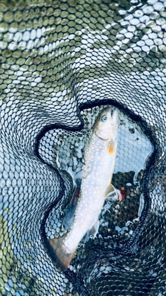 イワナの釣果