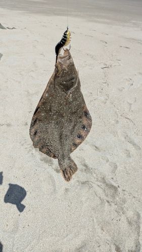 マツカワの釣果