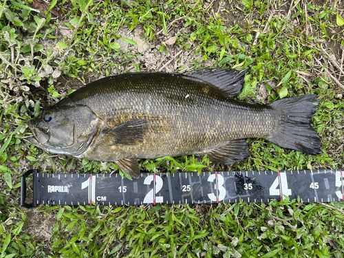 スモールマウスバスの釣果