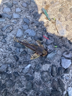ギスカジカの釣果