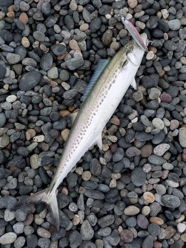 サゴシの釣果