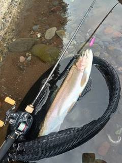 ニジマスの釣果