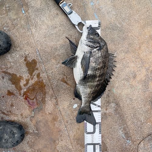 クロダイの釣果