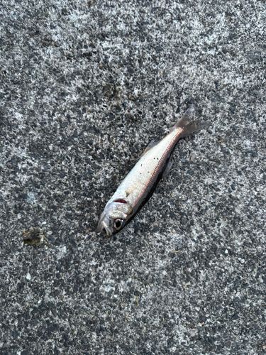 クロムツの釣果