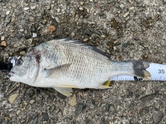 キビレの釣果