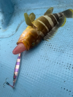 アオハタの釣果