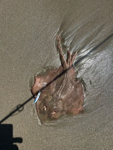 コモンカスベの釣果