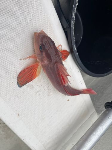 カナガシラの釣果