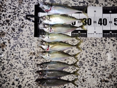 アジの釣果