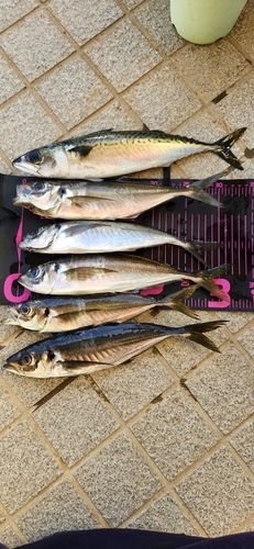 アジの釣果