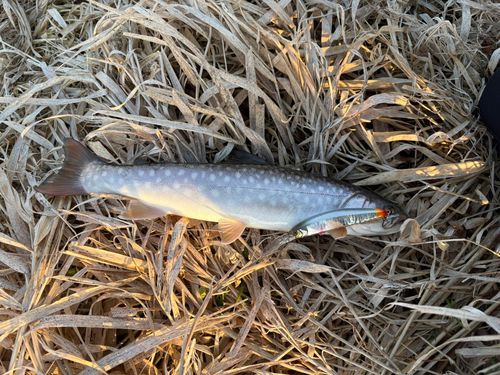 アメマスの釣果