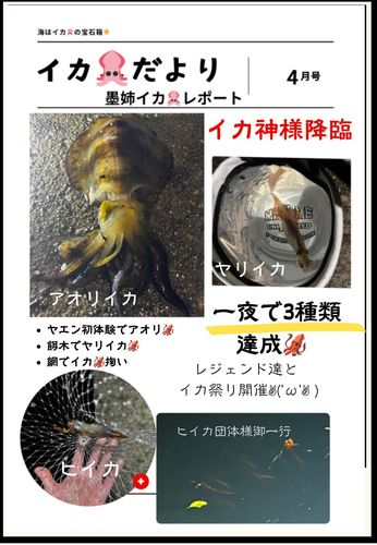 アオリイカの釣果