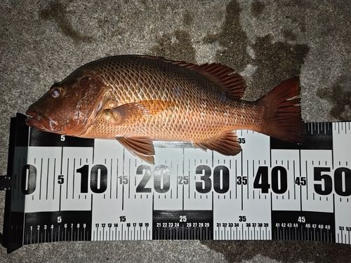ゴマフエダイの釣果