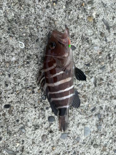マハタの釣果
