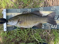 スモールマウスバスの釣果