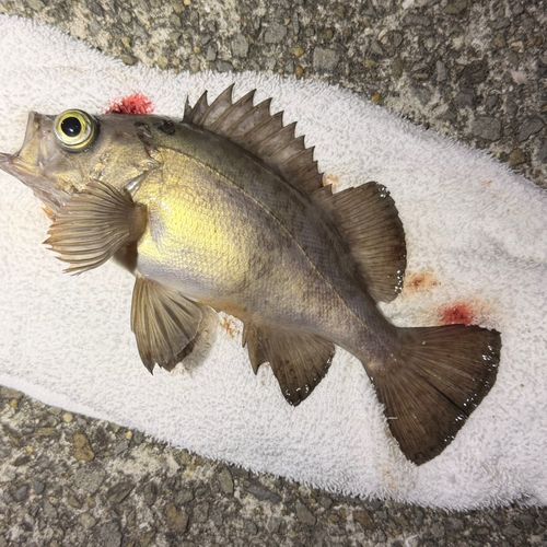 クロメバルの釣果