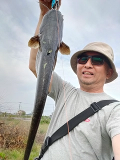 ナマズの釣果