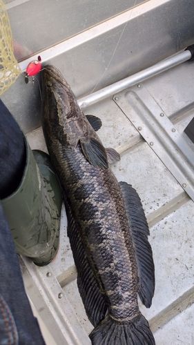 雷魚地図マップ　雷魚釣り　雷魚　静岡県　栃木県　茨城県 茨城県で釣れたライギョの釣り・釣果情報 - アングラーズ | 釣果600万