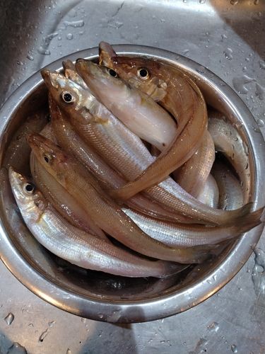 キスの釣果