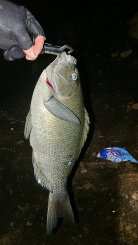 オナガグレの釣果