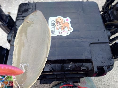 シタビラメの釣果