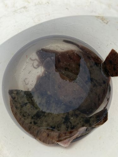 カレイの釣果