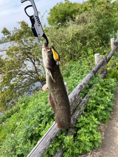 ナマズの釣果