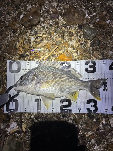 キビレの釣果