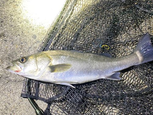 フッコ（ヒラスズキ）の釣果