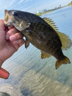スモールマウスバスの釣果