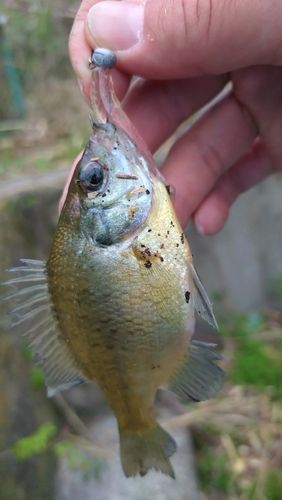ブルーギルの釣果