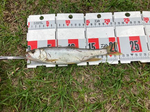 ハスの釣果