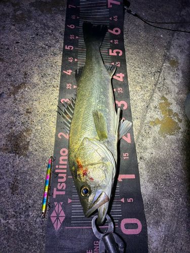 フッコ（マルスズキ）の釣果