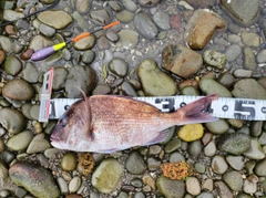 タイの釣果