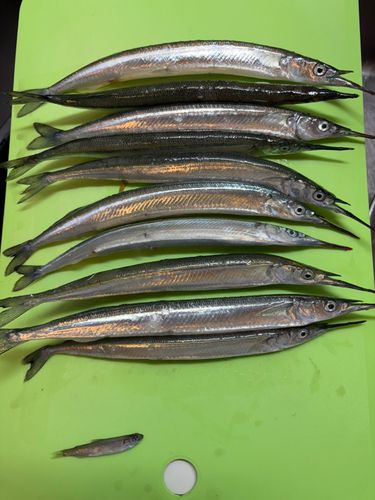 サヨリの釣果