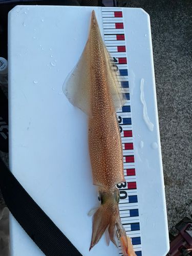 ヤリイカの釣果