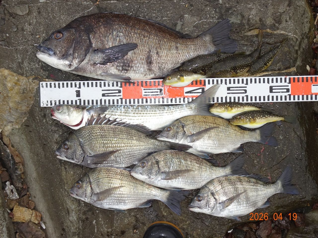 SHIMANO 19鱗海 AX 0.6-530の最安値・インプレ・釣果 | 本音の口コミが