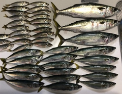 サバの釣果