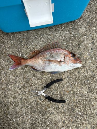 アカアマダイの釣果