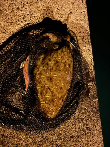 モンゴウイカの釣果