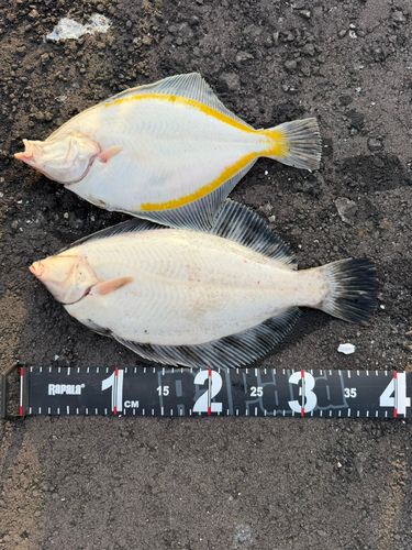 クロガシラガレイの釣果
