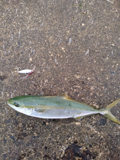 ツバイソの釣果