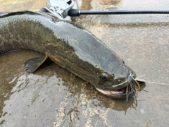 ライギョの釣果