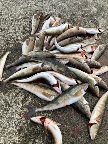 ホッケの釣果